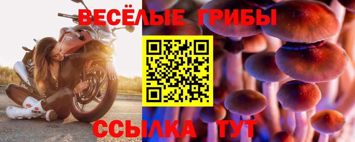 где купить наркоту  Вход с VPN  Ступино  Галлюциногенные грибы Psilocybine cubensis 